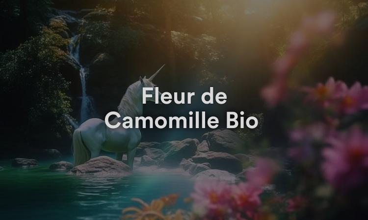 Fleur de Camomille Bio : Aromathérapie